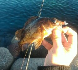 ナイトは寒すぎ！！そんな時はデイメバル！！