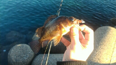 ナイトは寒すぎ！！そんな時はデイメバル！！