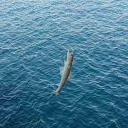 釣り部 釣行記 11