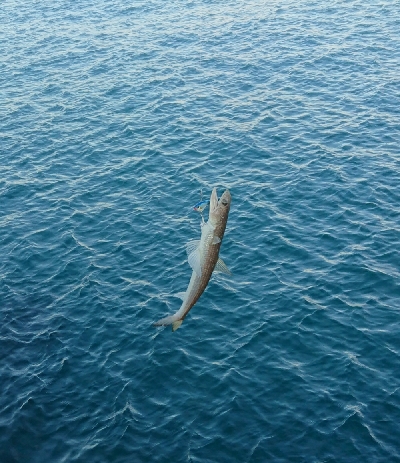 釣り部 釣行記 11