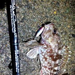 メバルが釣れない