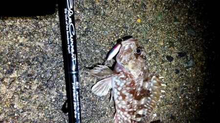 メバルが釣れない