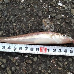 カレイを求めて