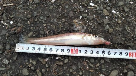 カレイを求めて