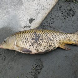 和田川への釣行