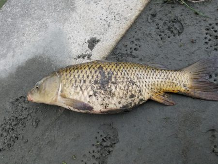 和田川への釣行