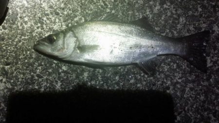 石津浜　ヤリイカまだまだ釣れます。湾内ではタコ
