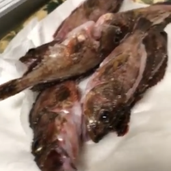 たこ焼きの為に