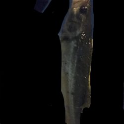 シーバス ハゼパターン