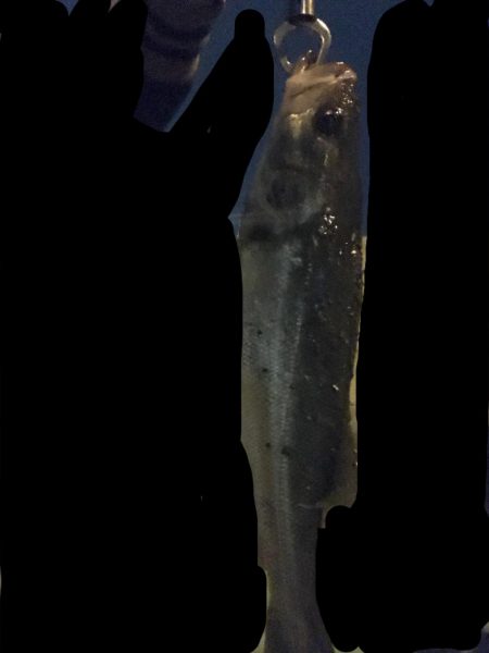 シーバス ハゼパターン