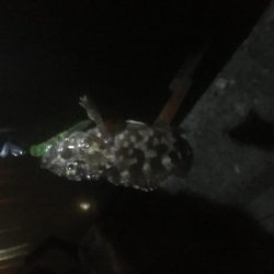 漁港にいる猫って