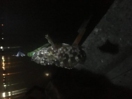 漁港にいる猫って