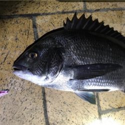 バイブレーションでチヌ