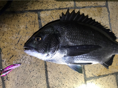 バイブレーションでチヌ