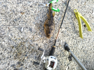 フグしか釣れない…