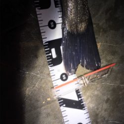 天降川にてシーバス