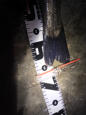 天降川にてシーバス