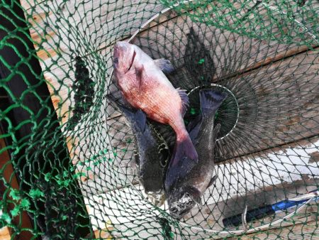 18/01/20 釣堀田尻　サンクス　Ａ筏…