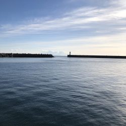 今年初獲物はモンゴウイカ