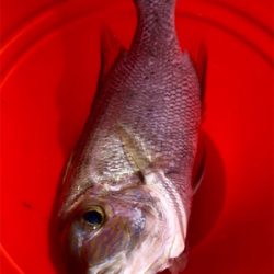 昨日、今日2日間の釣り合宿