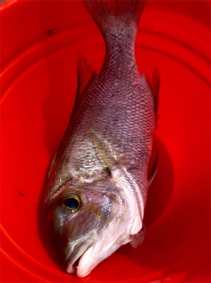 昨日、今日2日間の釣り合宿