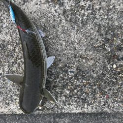 河口にメタルジグ投入！