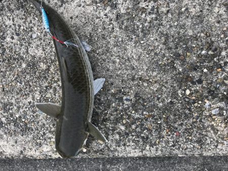 河口にメタルジグ投入！