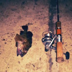 アナゴ釣りで嬉しいゲスト