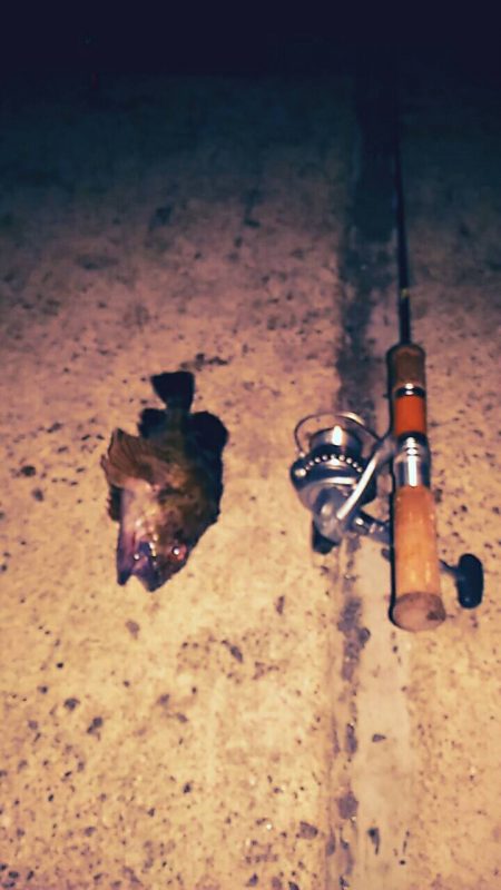 アナゴ釣りで嬉しいゲスト