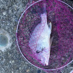 激寒期モンスターハント