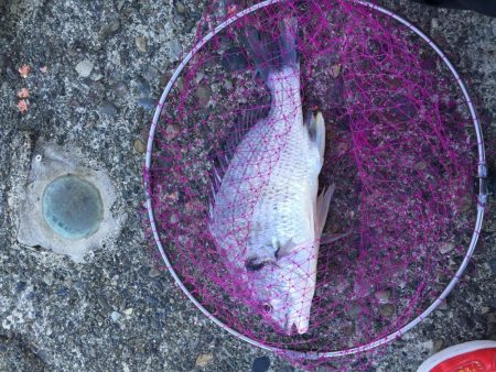 激寒期モンスターハント