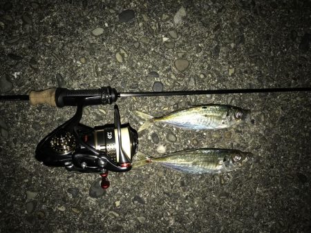 アジング釣行記