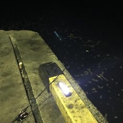 今夜もコウイカ釣り