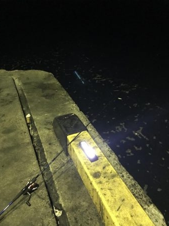 今夜もコウイカ釣り