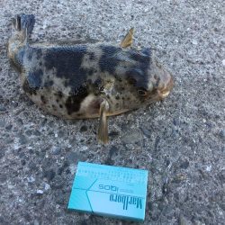 釣れるといいなぁ！！アコウッ！！！