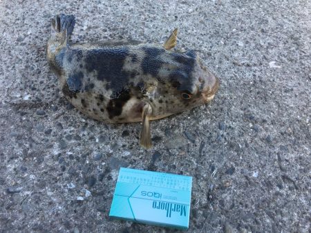 釣れるといいなぁ！！アコウッ！！！