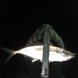 久しぶりのアジ！