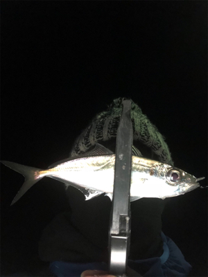 久しぶりのアジ！