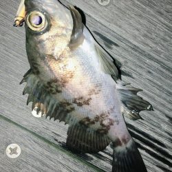 今宵もロリハンター