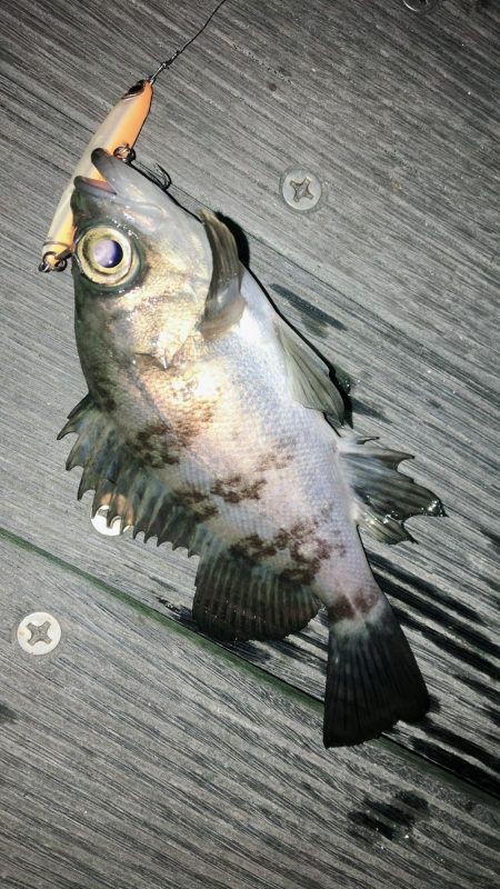 今宵もロリハンター