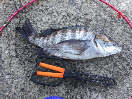 絶品！古座川の青のりチヌ