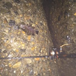 楽しいメバリング!