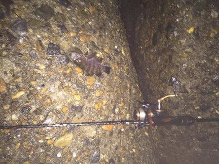 楽しいメバリング!