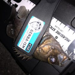 マゴバチのレッドグリゲッター間違いないです！