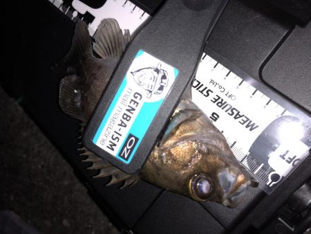 マゴバチのレッドグリゲッター間違いないです！