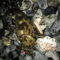 メバルはどこに