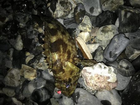 メバルはどこに