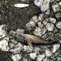 1時間限定メバリング