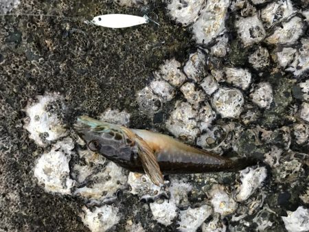 1時間限定メバリング