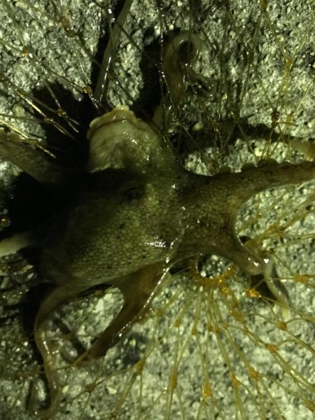 コウイカ、タコ、アイゴ